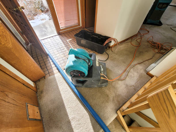 Best Mold removal after water damage  in Hurlock, MD